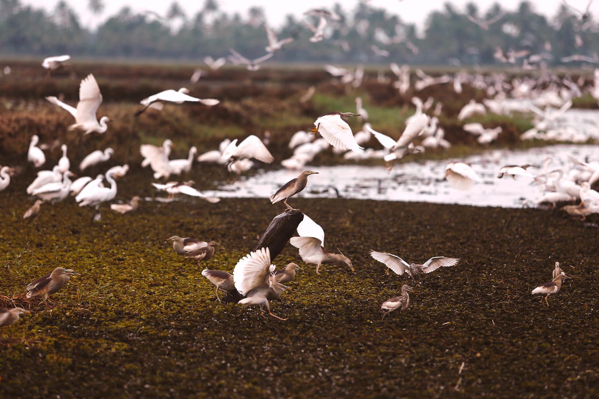 Hotel Coconut Lagoon Kumarakom- A Cgh Earth Experience Esterno foto